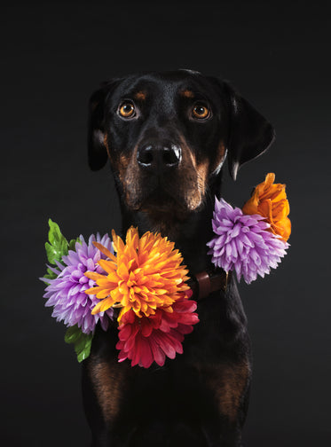 black and brown dog in flowers