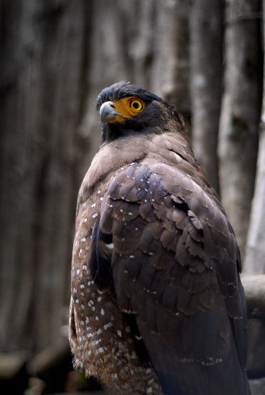 black and grey bird with a yellow face