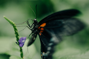 black and orange butterfly sitting on a purple flower
