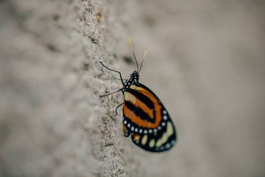 black and orange butterfly sitting on side of rocks