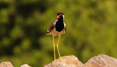 black and red bird with long yellow legs