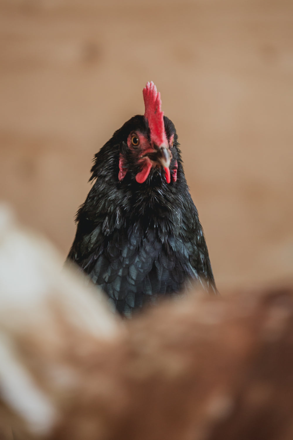 black and red chicken