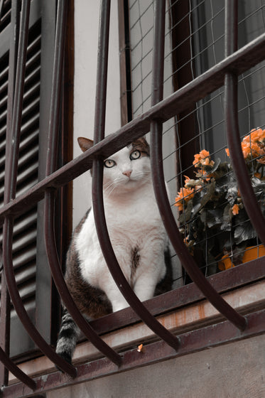 black and white cat on a window ledge behind bars