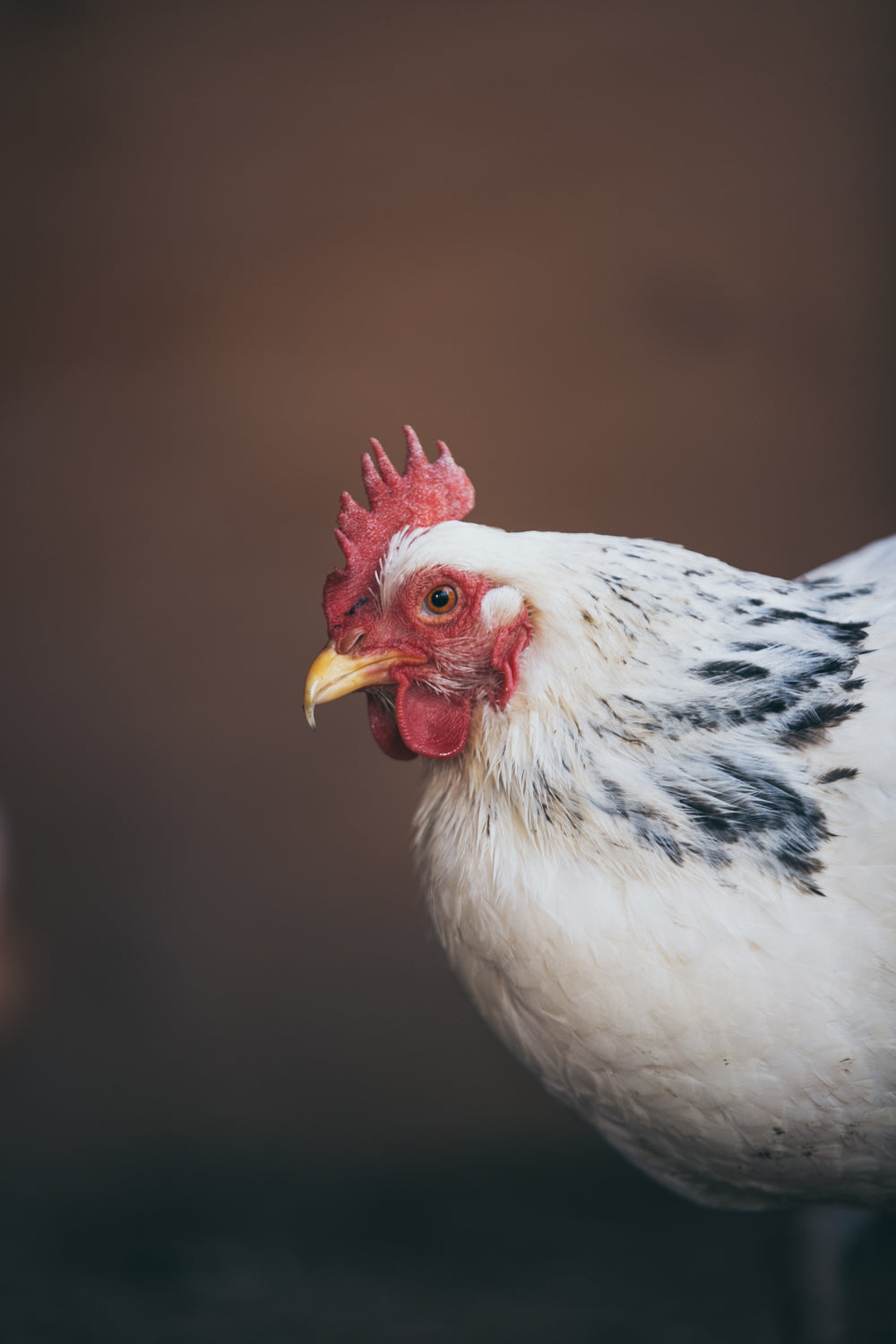 black and white chicken