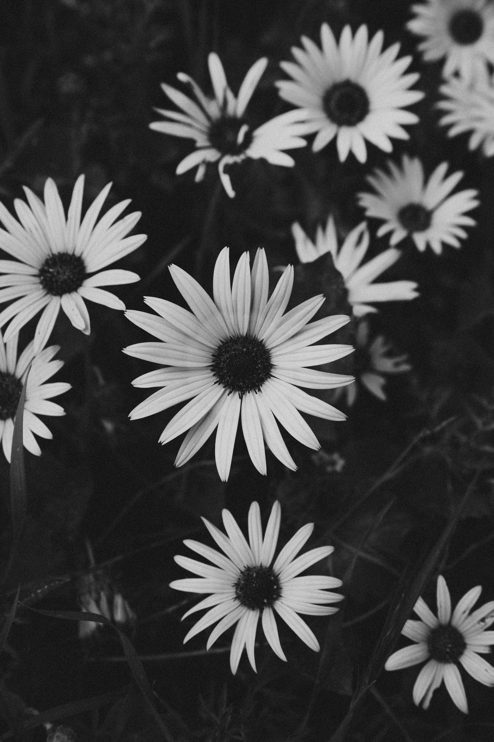 black and white daisies