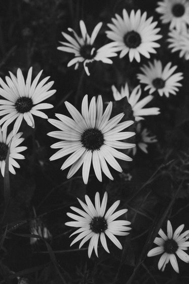 black and white daisies