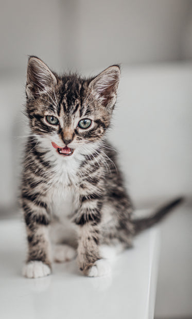 black and white kitten licking its lips