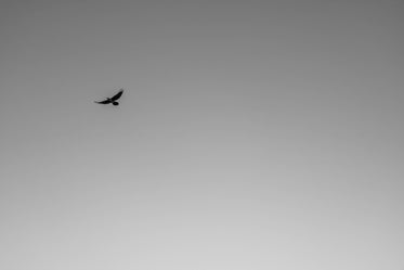 black and white photo of a bird in mid flight