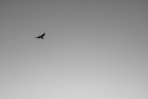 black and white photo of a bird in mid flight