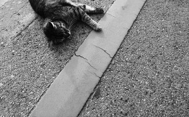 black and white photo of a cat laying in the pavement