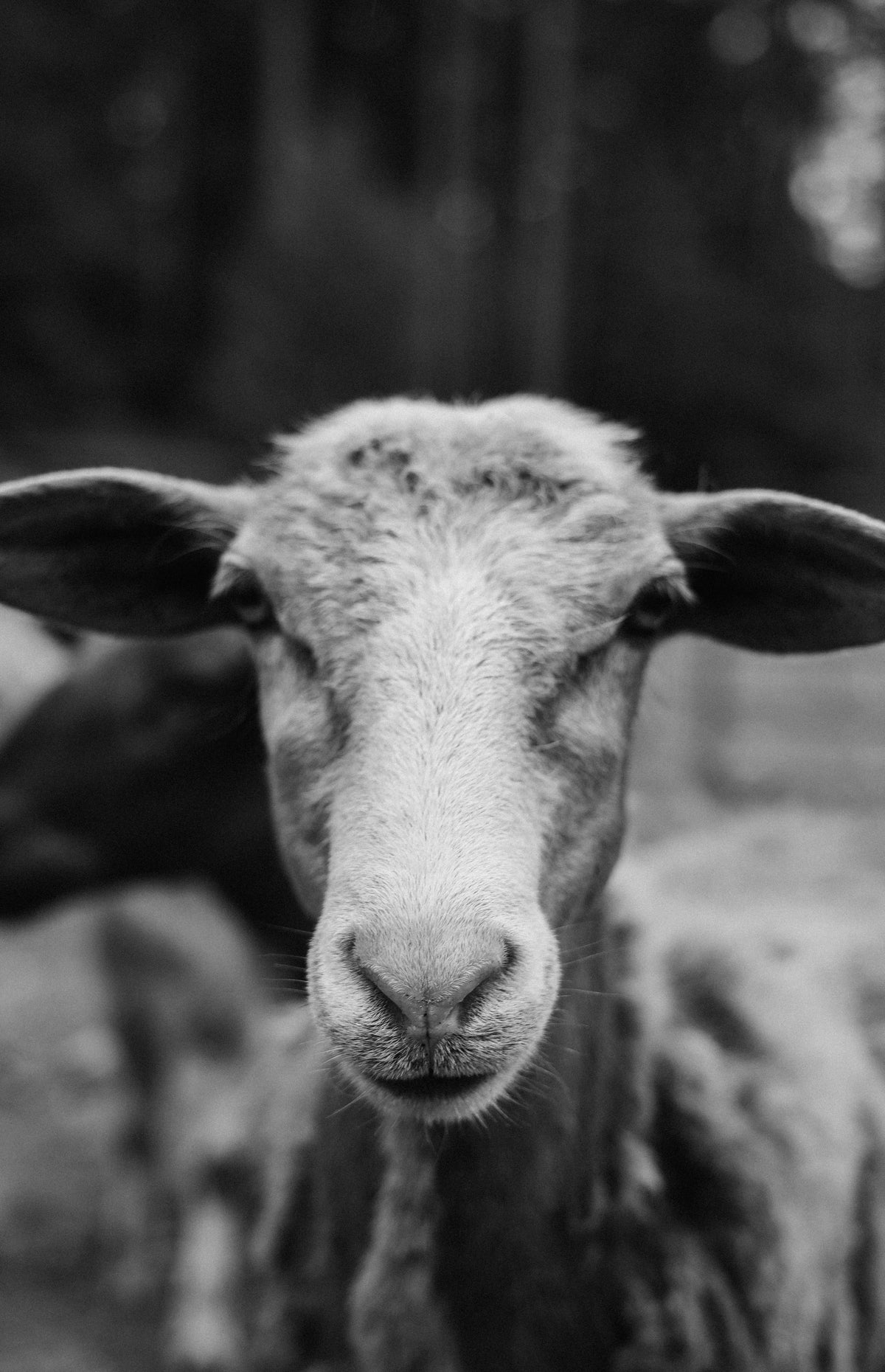 black and white photo of a goats face