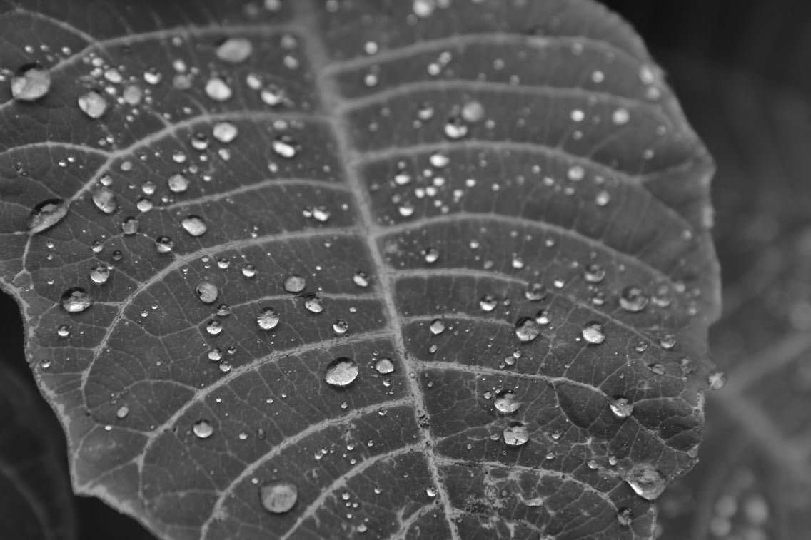black and white photo of a wet leaf
