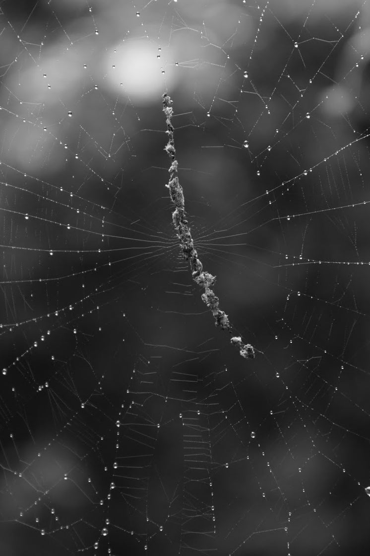 Black And White Photo Of A Wet Spider Web