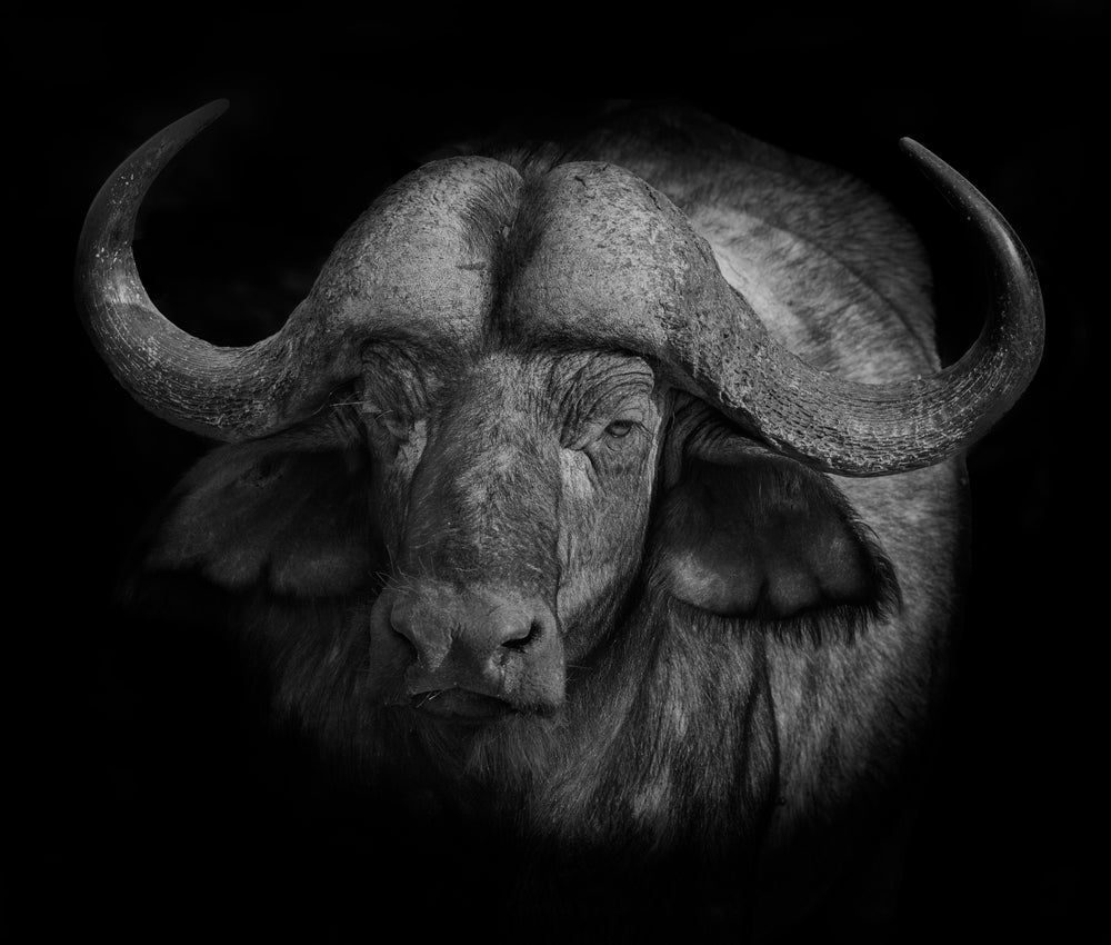 black and white photo of an animal with large horns