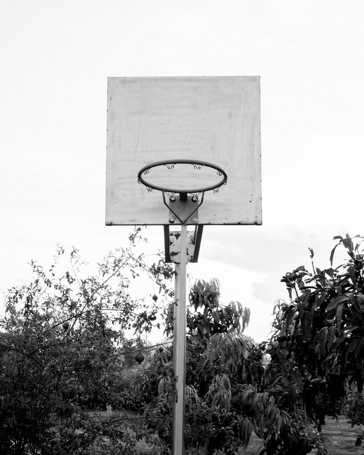黑白照片的户外篮球网