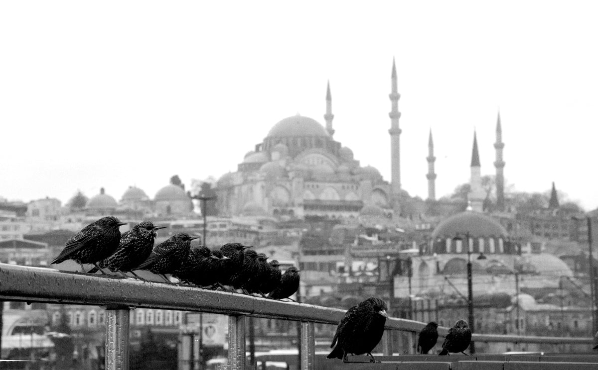 black and white photo of birds on a fence in a row