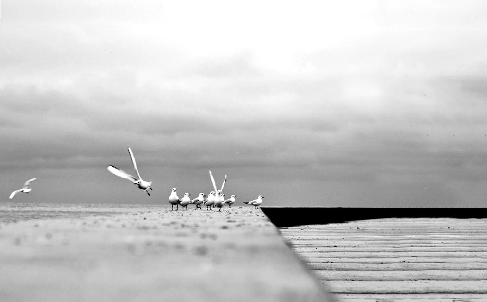 black and white photo of birds on cement