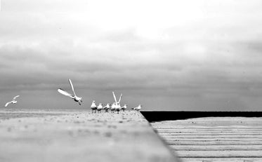 black and white photo of birds on cement