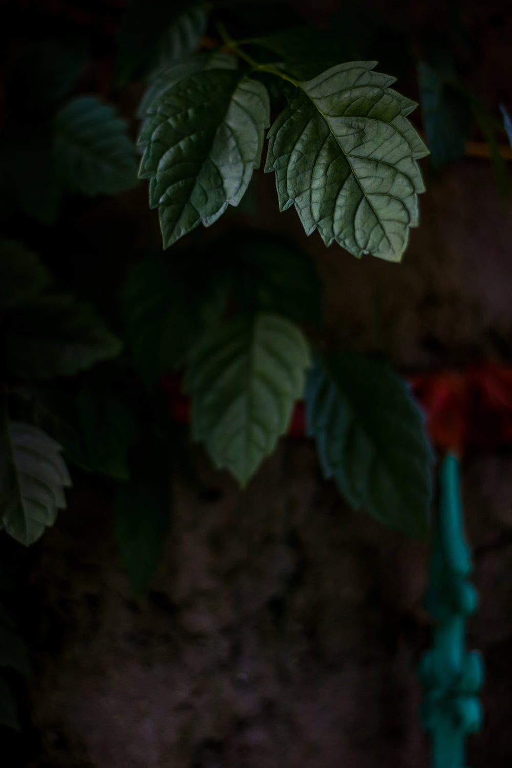 black background and green leaves of a plant