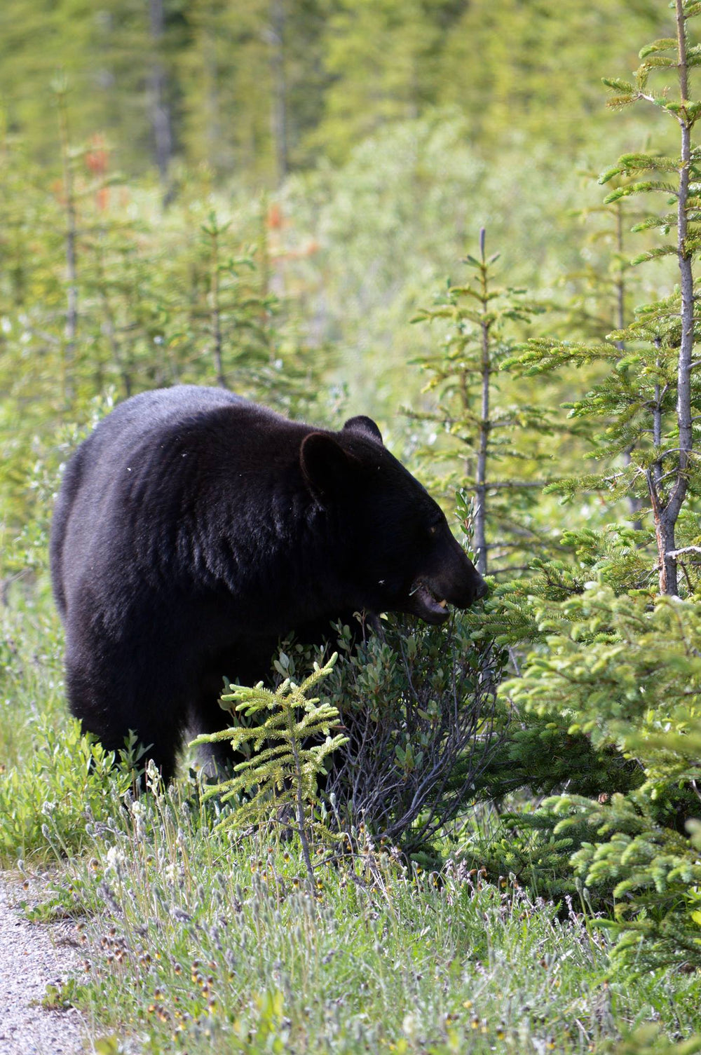 black bear roadside