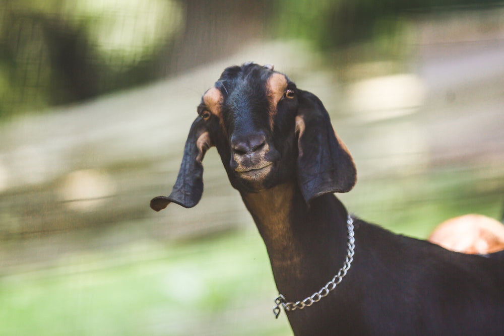 black brown goat