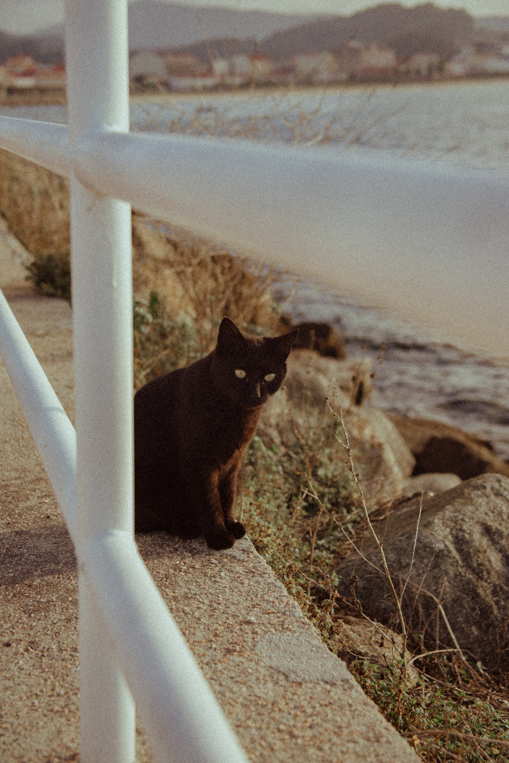 black cat sits by the rocks