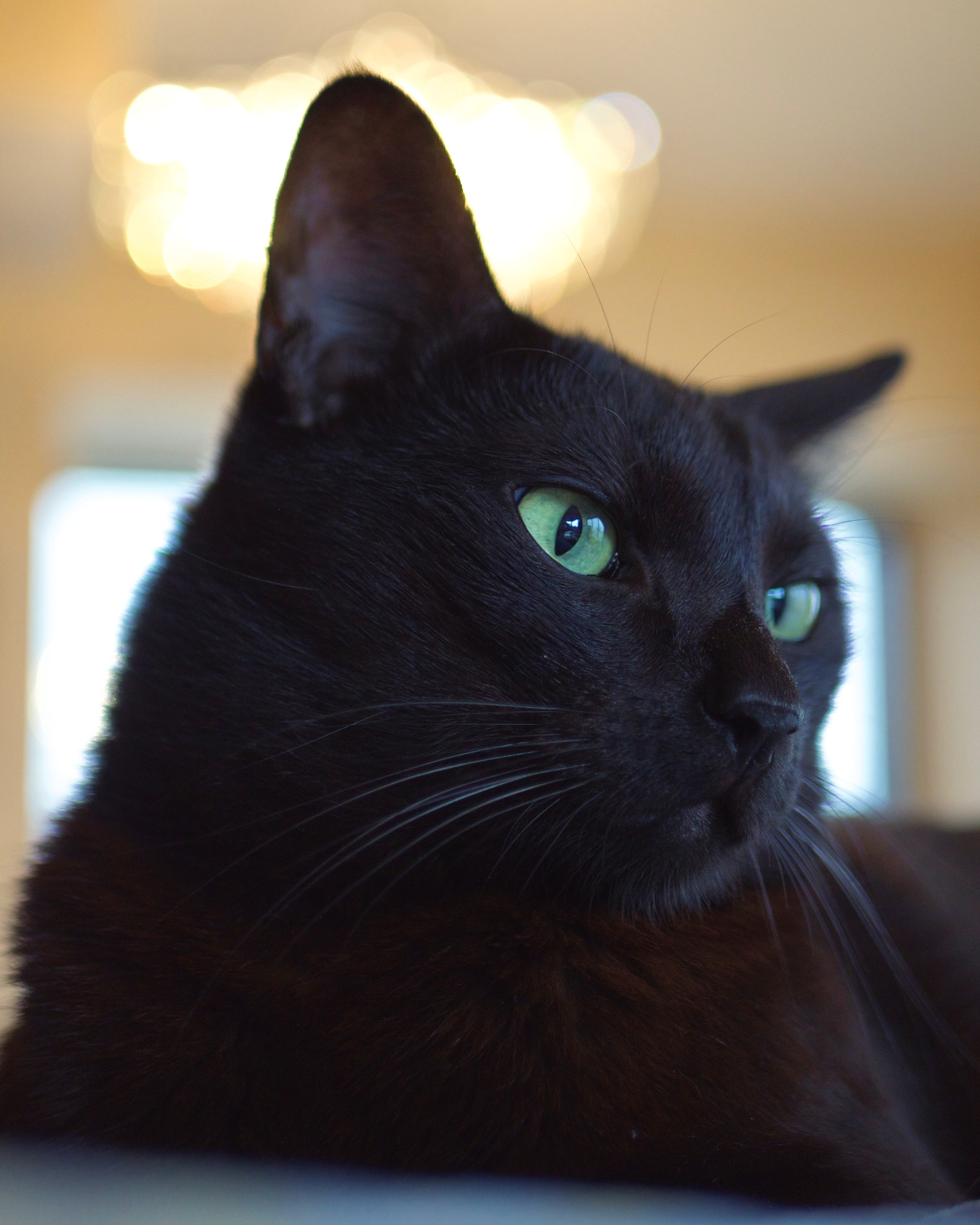 Fluffy black cat with best sale green eyes