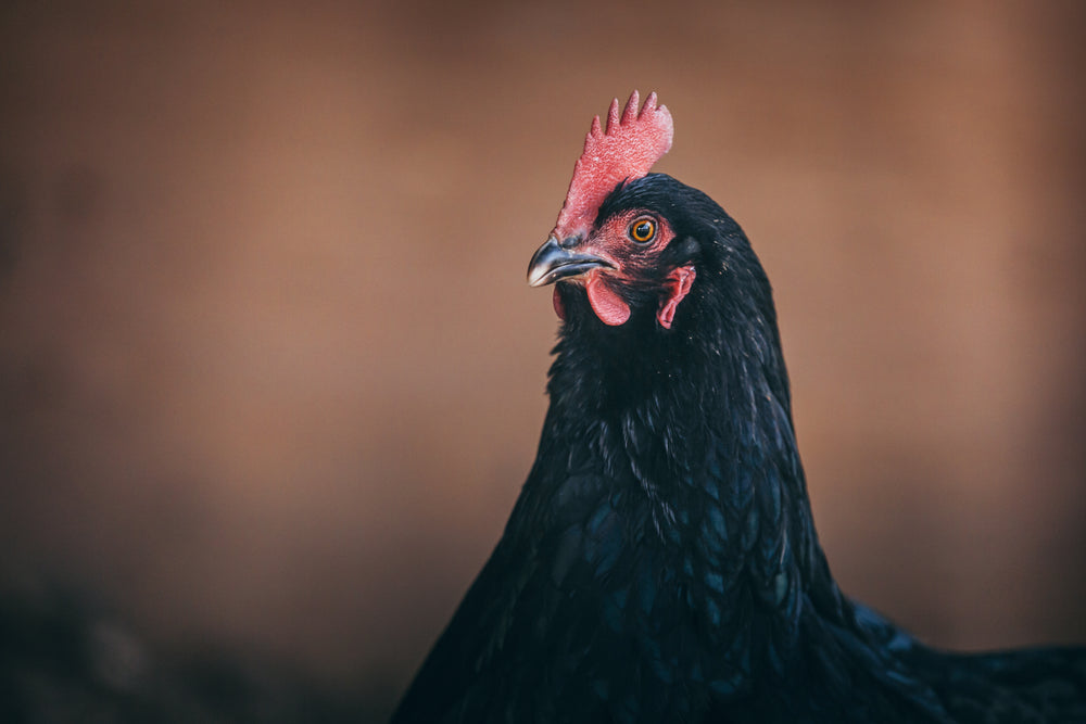 black chicken posing