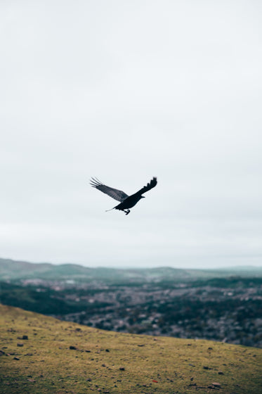 black crow in flight