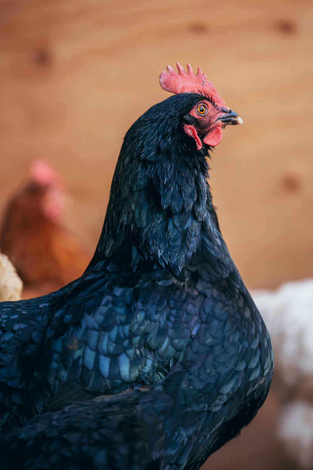 black feathered hen deep in thought