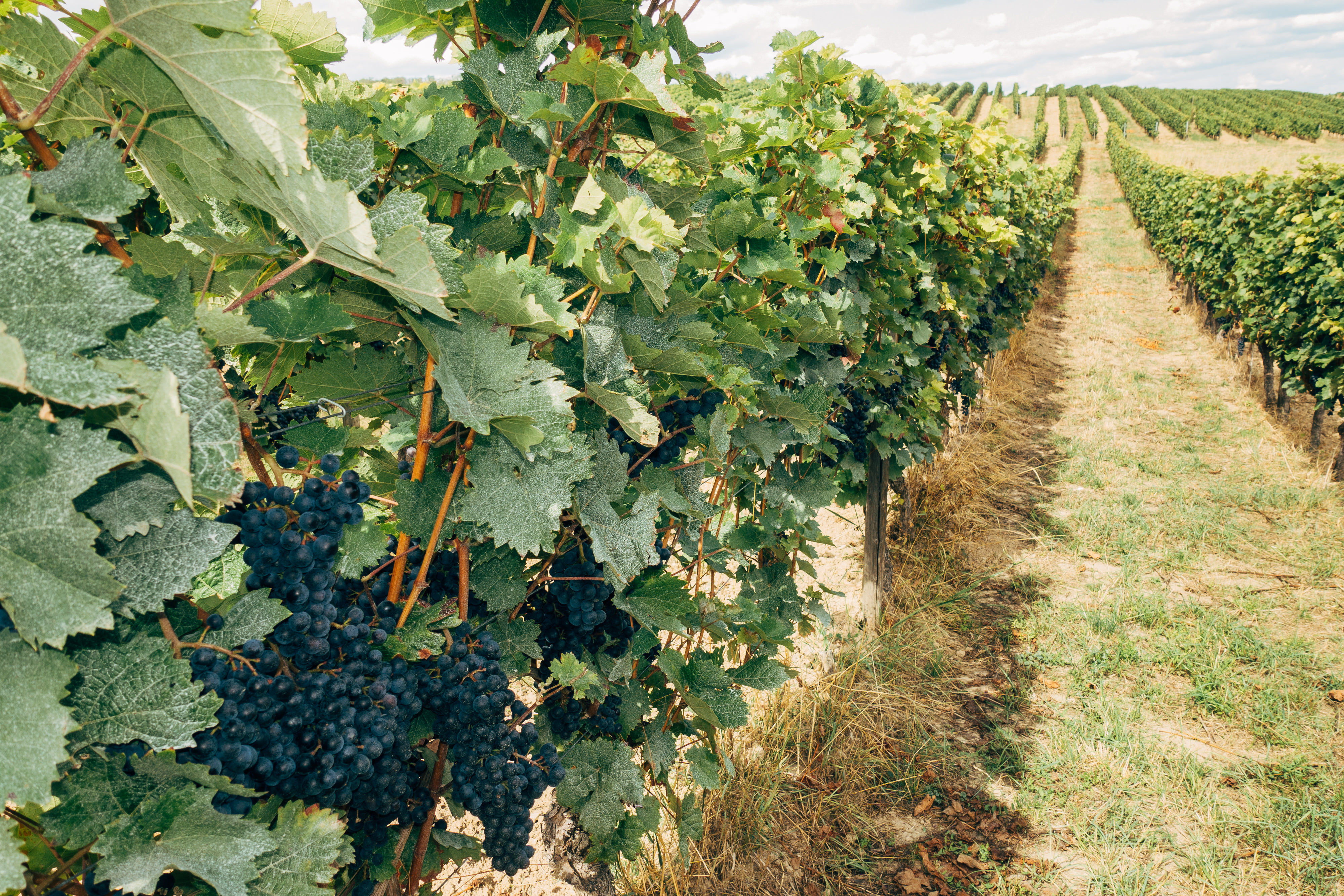 Black Grapes On The Vine