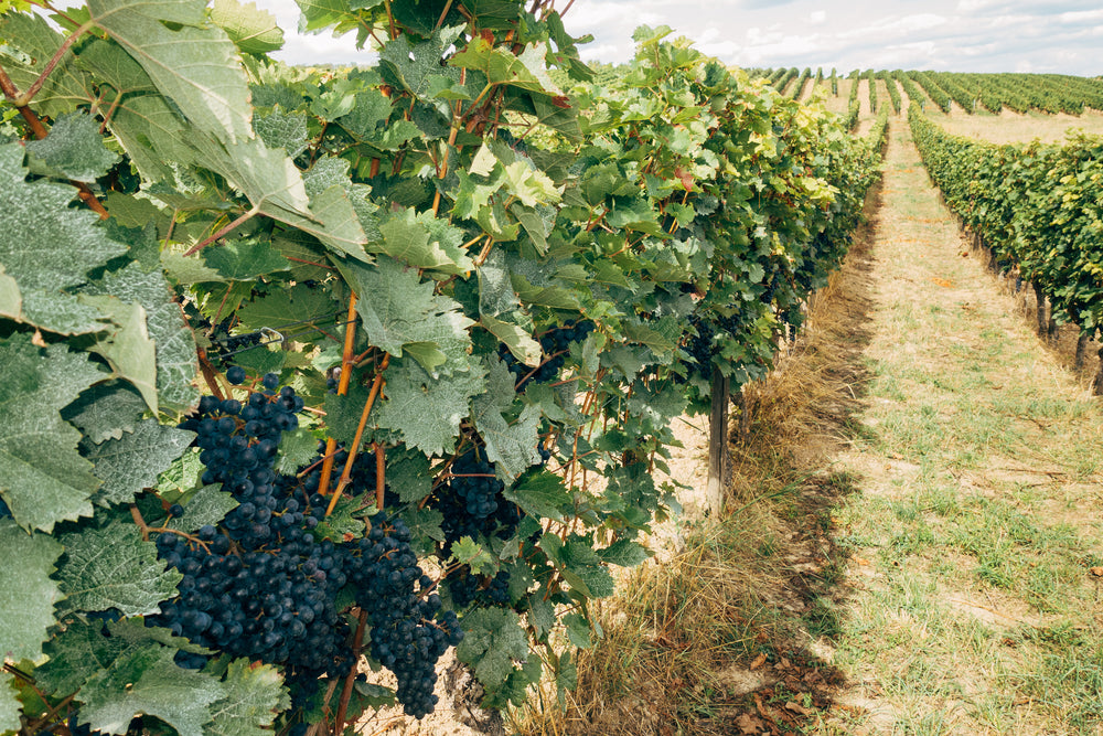 black grapes on the vine