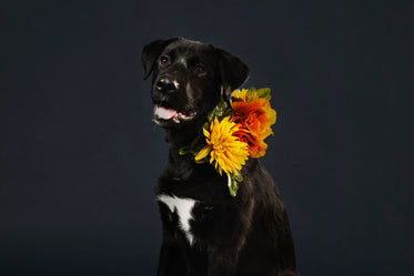 black lab cross wearing flowers