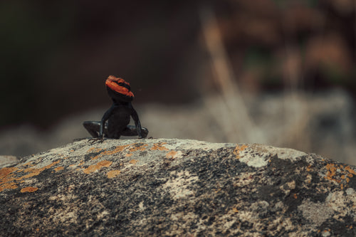 black lizard with a red face rests on a rock