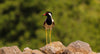 black red and white bird stands on a rock