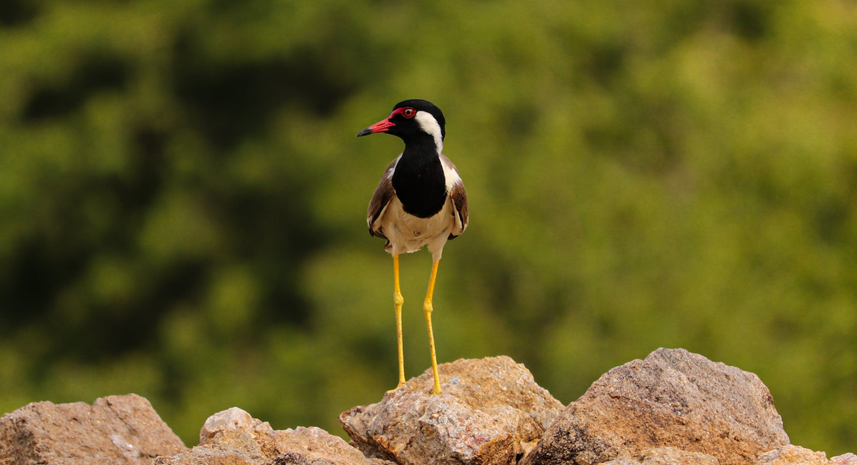 black red and white bird stands on a rock