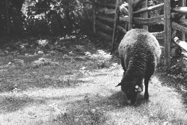 black sheep in black & white