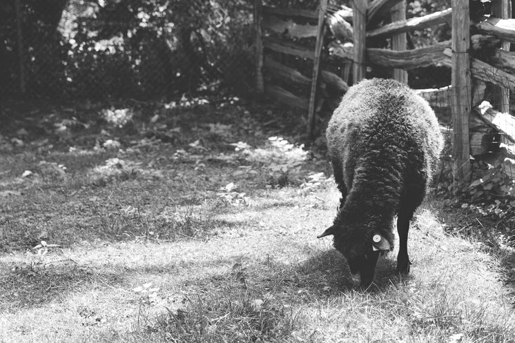 black-sheep-in-black-white.jpg?width=746