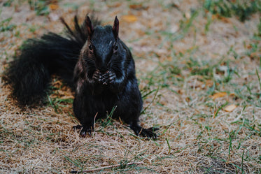 black squirrel snacking
