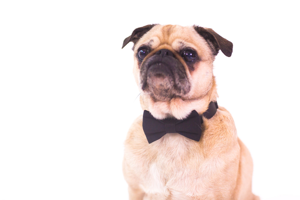 black tie dog