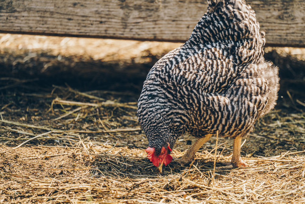 black & white hen