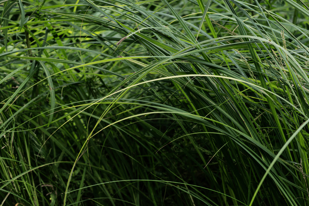 blades of tall arching lush green grass