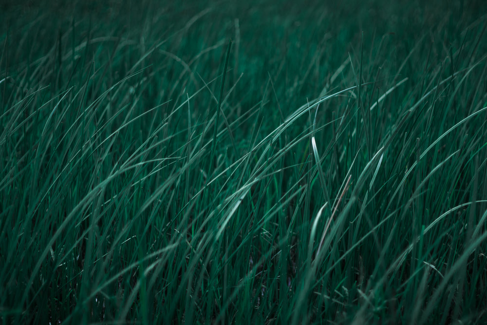 blades of vibrant green close up