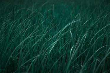 blades of vibrant green close up