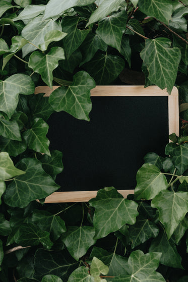 blank chalkboard sits in green ivy