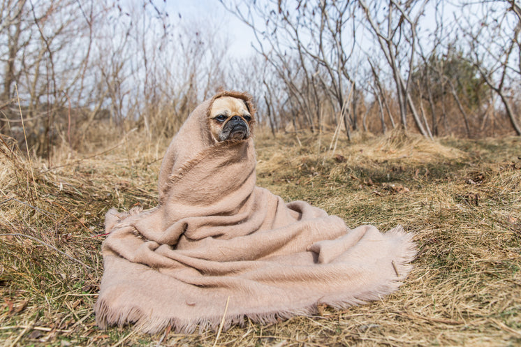 Blanket Pug Looks To Future