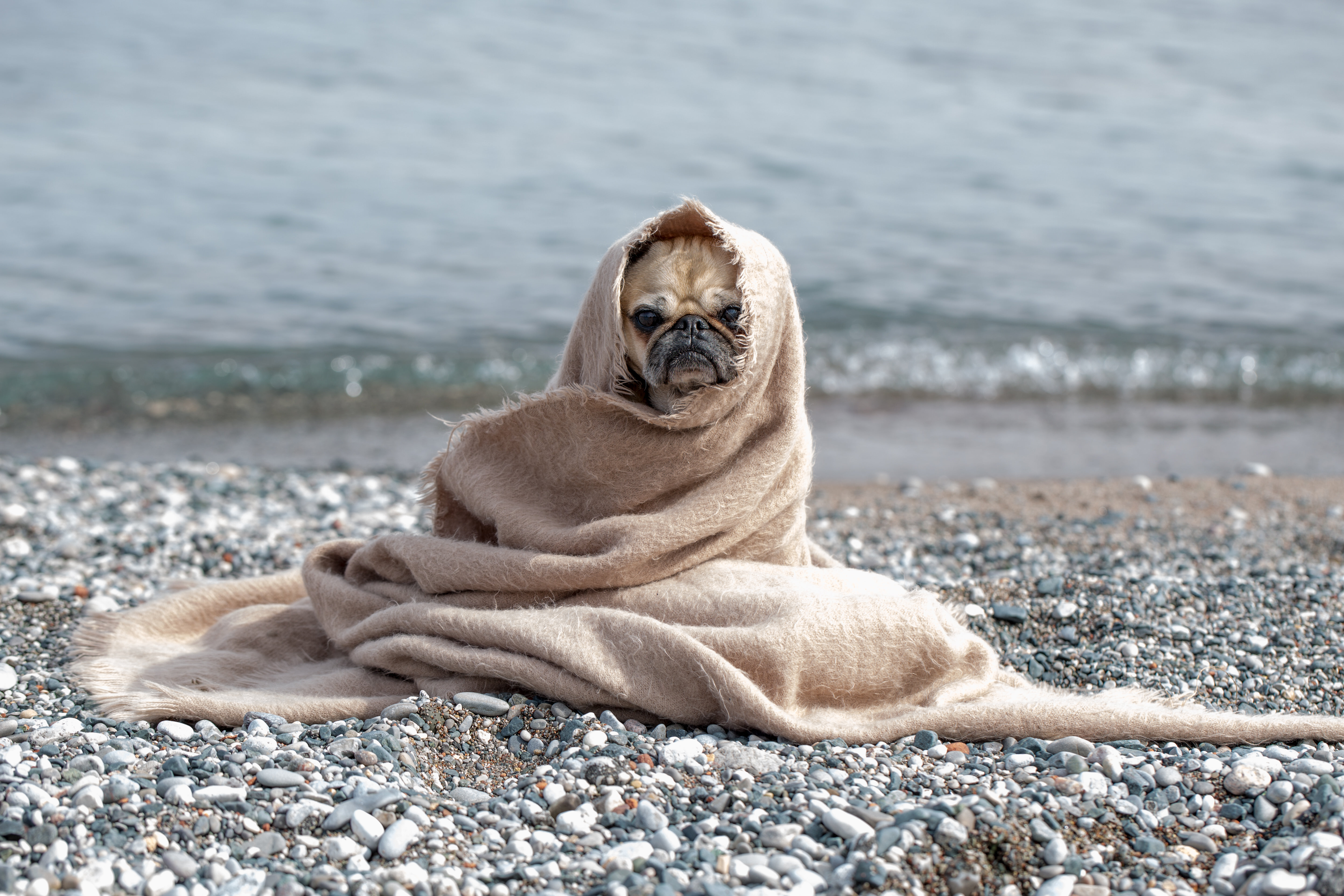 Pug sale in blanket