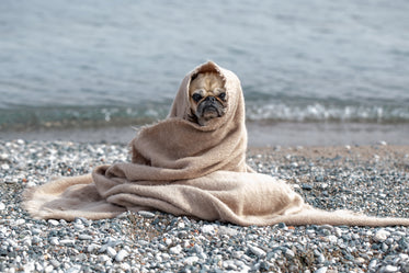 blanket pug on rocky shore