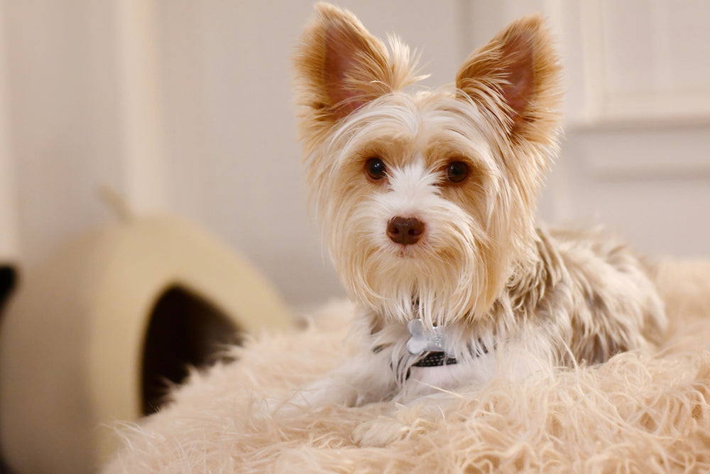 blonde west highland terrier