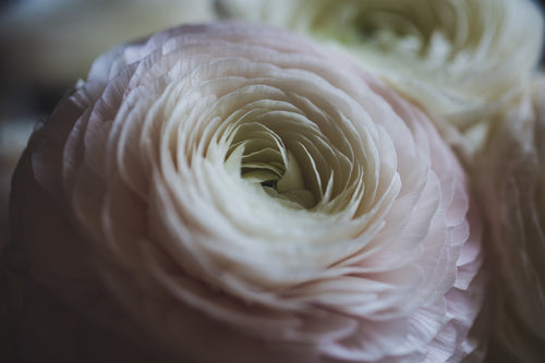 blooming blush rose